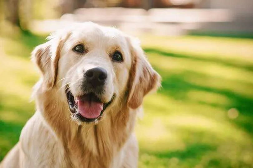 El amor no es suficiente: cinco razas de perros que exigen más de lo que imaginas