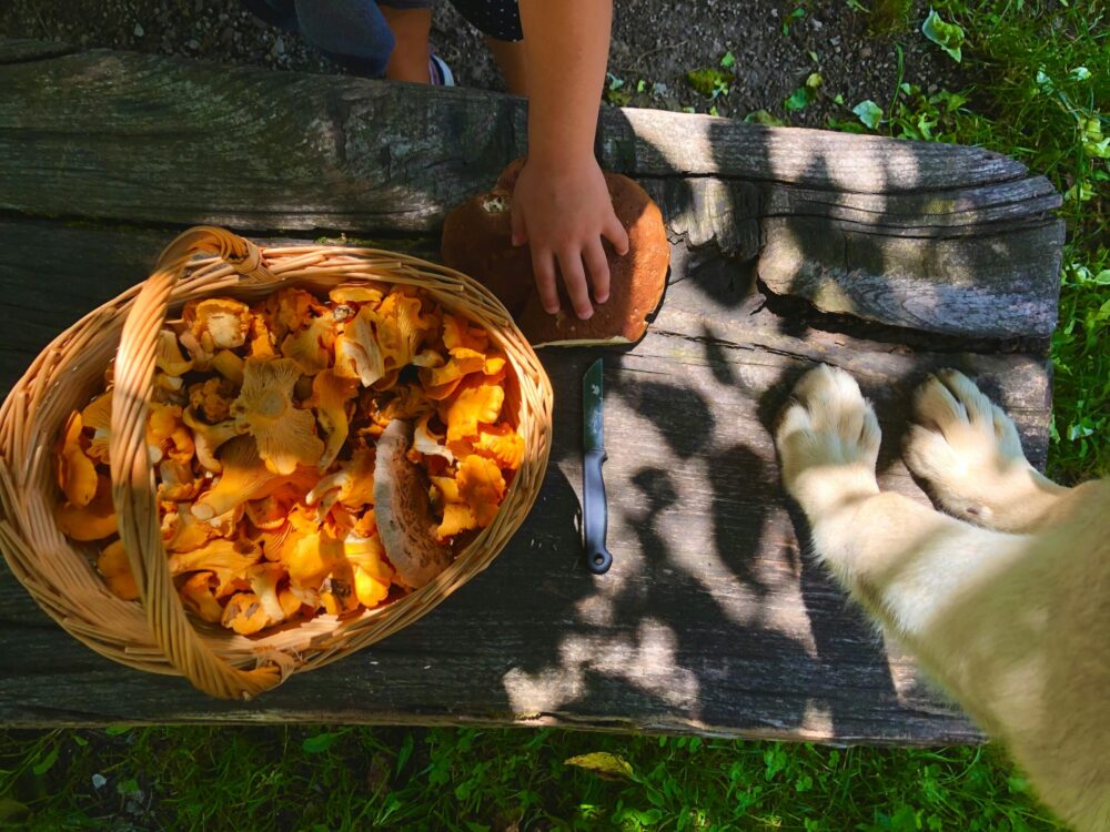 Senderos micológicos: recorridos para observar y recolectar hongos comestibles en los bosques de Oaxaca