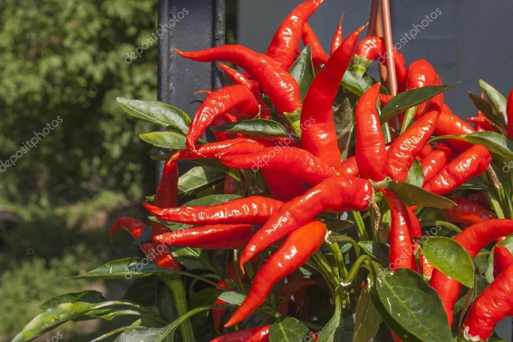 La huerta en un balcón: cómo cultivar tus propios chiles, jitomates y hierbas de olor en un departamento