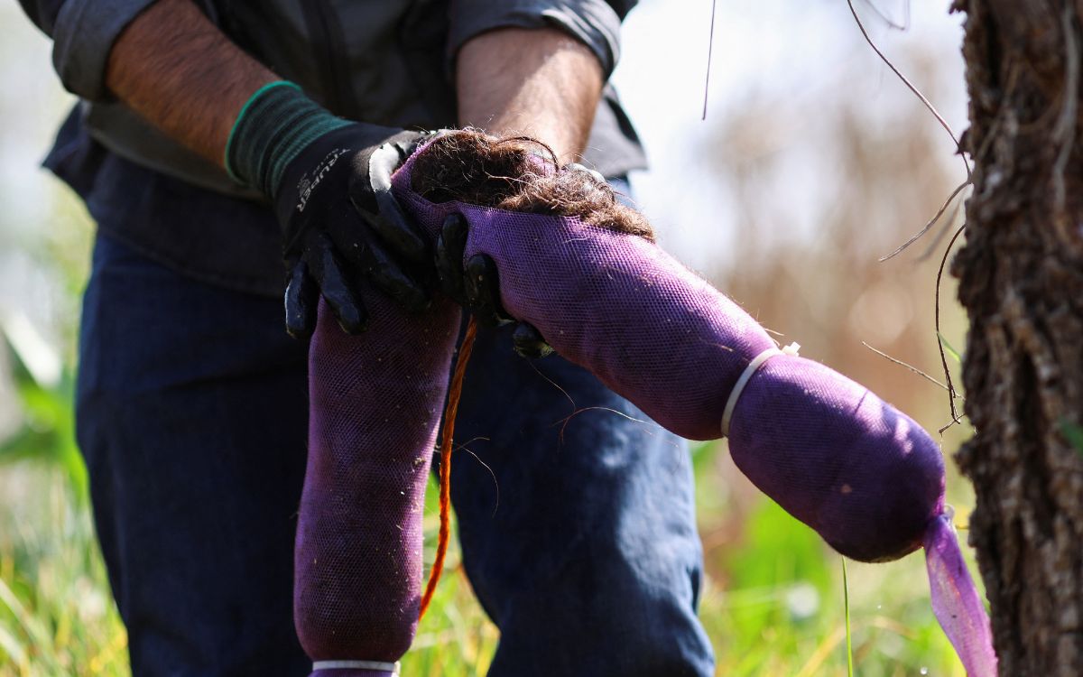 Del salón de belleza al rescate del ajolote: la innovadora solución que limpia los canales de Xochimilco