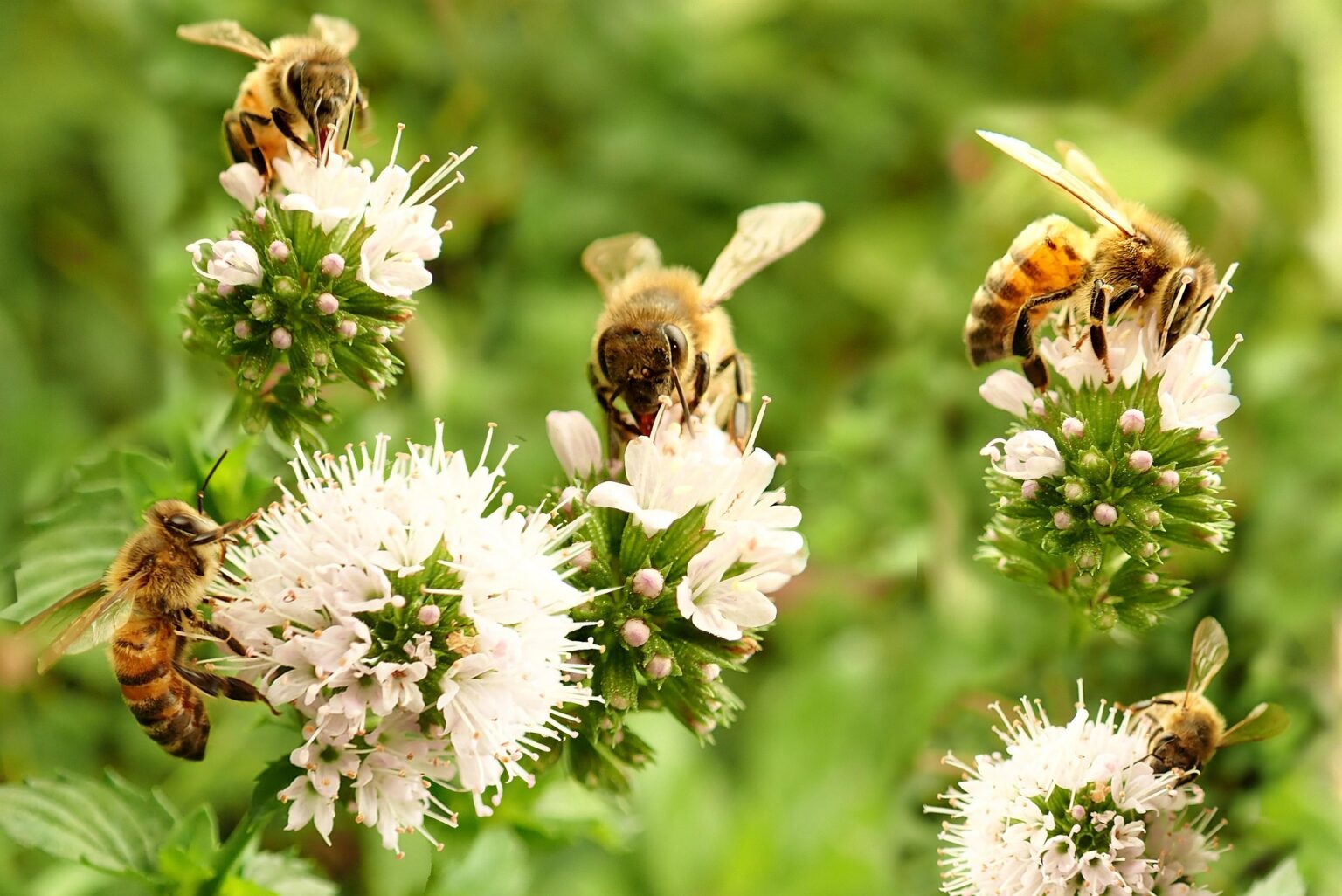 México lanza ofensiva nacional para salvar a las abejas ante amenaza sanitaria