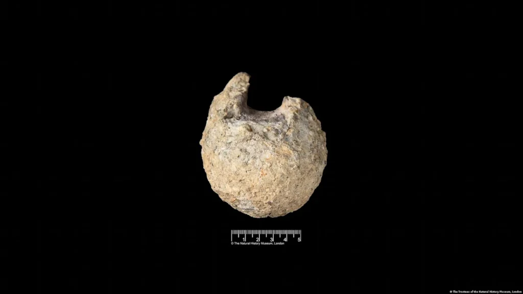 Un fósil olvidado durante 40 años revela el primer hueso de dinosaurio hallado en la Antártida