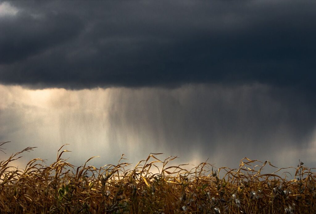El olor a lluvia tiene nombre: petrichor