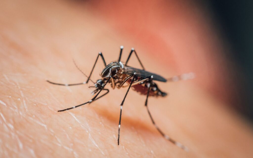 ¿Por qué los mosquitos te eligen a ti? La ciencia explica quiénes son sus «víctimas favoritas»