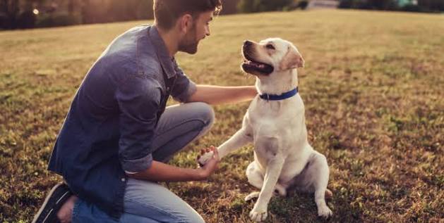Lo que la sangre de tu perro podría revelar sobre tu propia longevidad, según la ciencia