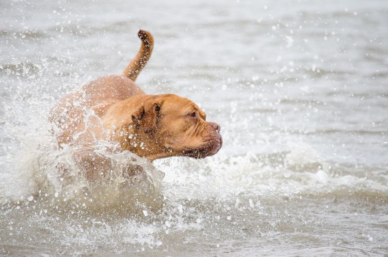¿Tu perro es zurdo o diestro? La ciencia descubrió que también tienen una pata favorita